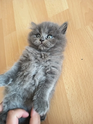 Birma - Perser-Kater 2 monate 