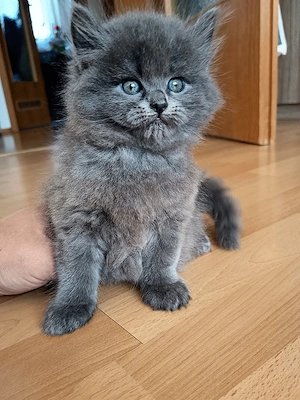 Birma - Perser-Kater 2 monate 