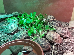 Vierzehen Landschildkröte Steppenschildkröte Testudo horsfieldii NZ 2025