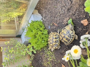 Zwei griechische Landschildkröten (thb) aus Zucht von 2022