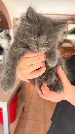 Ragdoll   Cherubim Kitten reinrassig