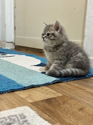 Wunderschöne Kitten (Perser   Britisch Kurzhaar)   2 Monate alt, verspielt & gesund   