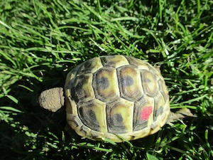 Griechische Landschildkröten mit Cites von 2025