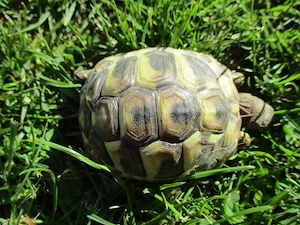 Griechische Landschildkröten  NZ 2025 mit Cites