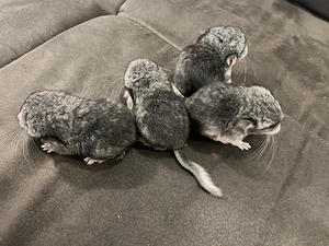 Chinchilla  Babys zwei Weibchen reservier bereit     Bild 3