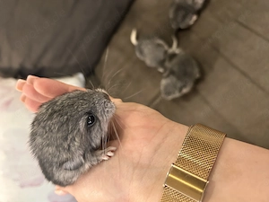 Chinchilla  Babys zwei Weibchen reservier bereit     Bild 2