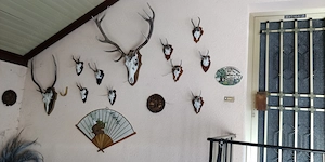 Geweihe und Pokale von Brieftauben 