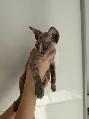 Devon Rex Mädchen 