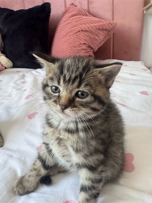 Getigerte Britisch Kurzhaar Mischlingskitten