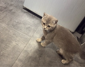 BHK Kitten 12 wochen alt