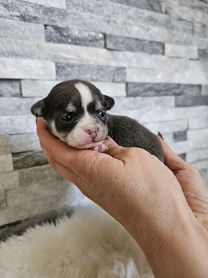 Chihuahua Welpen schoko tan, blue, Black 