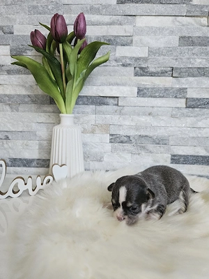 Chihuahua Welpen schoko tan, blue, Black  Bild 8