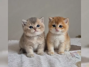 Reinrassige Britisch Kurzhaar