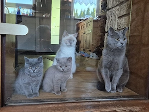 BKH Kitten suchen Ihr zuhause.