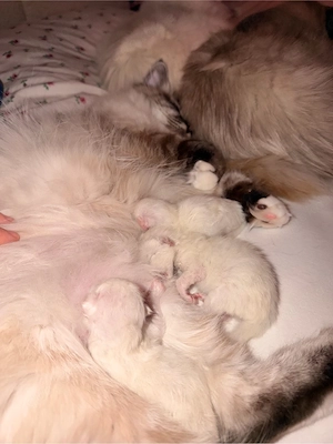 Heilige Birma Kitten suchen neue Familie*n <3