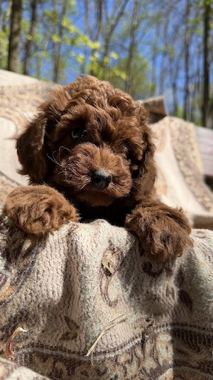 toy pudel toypudel welpe Weibchen männchen welpen