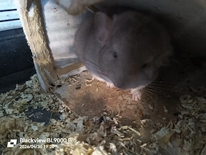 Zwei Angora Chinchilla Böckchen  Bild 2