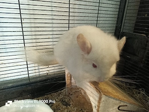 Zwei Angora Chinchilla Böckchen 