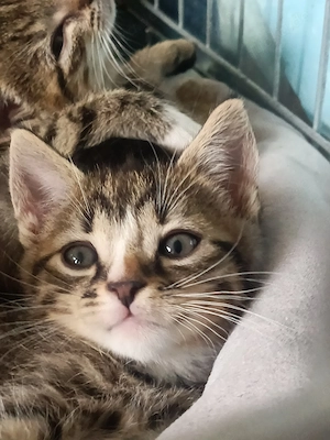 Fünf zuckersüße kleine Katzenbabys Kitten EKHsuchen ein liebevolles Zuhause