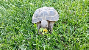 Steppenschildkröte Testudo horsfieldii von 2021