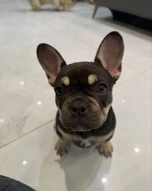 Französische Bulldoggenwelpen