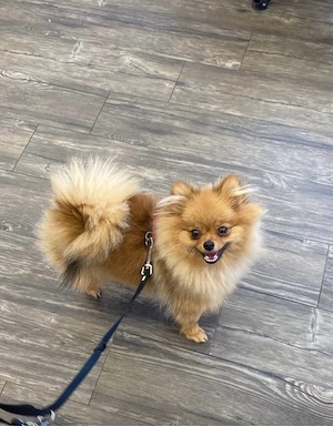 Pomeranian Hündin 6 Monate Alt