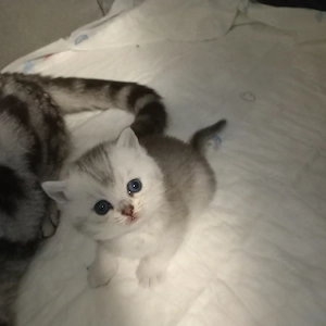 BKH Britisch Kurzhaar Kitten 