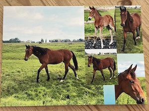 2jährige Hannoveraner Stute 