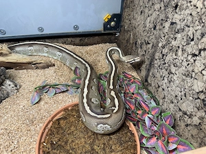 Königspython 0.1 "Fire Mojave Twist" Python Regius Nz21