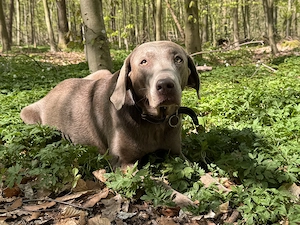 Wurfankündigung Labrador Retriver