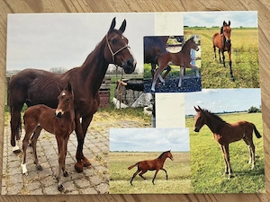 1jähriger Hannoveraner Hengst 