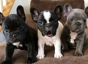 Französische Bulldoggen Welpen suchen ein schönes Zuhause 