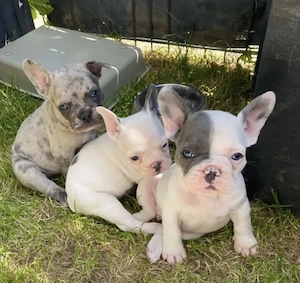 Französische Bulldoggen Welpen 