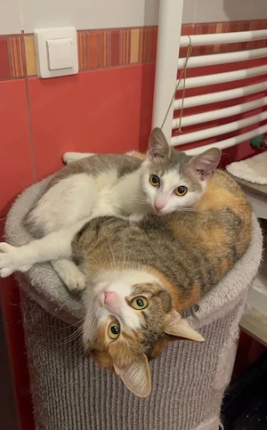 Wendy & Jenny Traumpärchen sucht Familie