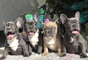  Zuckersüße Französische Bulldoggen Welpen mit Ahnentafel