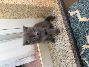 BKH- Babykatze in grau