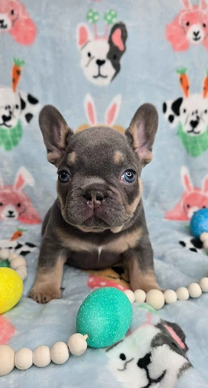 Französische Bulldoggen Welpen in Neu-Ulm   6 zauberhafte Begleiter suchen ein liebevolles Zuhause