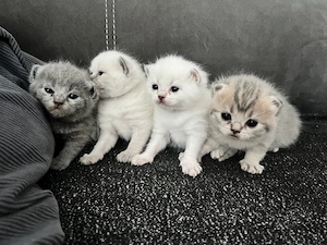  BKH Kitten 