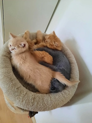 BKH Kitten abgabebereit Bild 4