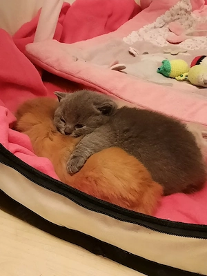 BKH Kitten abgabebereit Bild 6