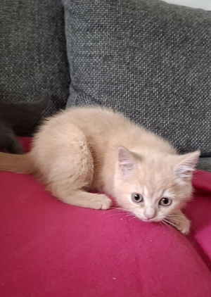 BKH Kitten abgabebereit Bild 7