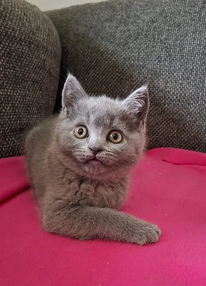 BKH Kitten ab Mitte Mai abgabebereit