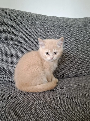 BKH Kitten abgabebereit