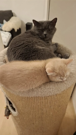 BKH Kitten abgabebereit Bild 5