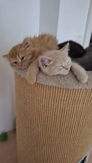 BKH Kitten ab Mitte Mai abgabebereit