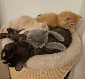 BKH Kitten abgabebereit Bild 8