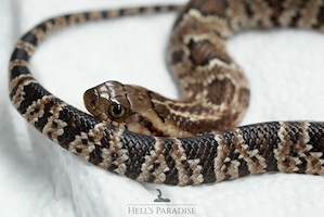 1.0 Hydrodynastes gigas 100% het Lavender