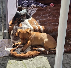 Dackel-Mix-Welpen