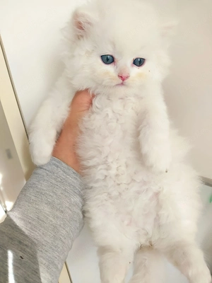 britsch langhaare käter 