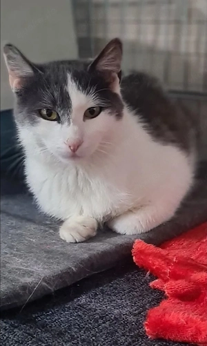 Charlie Ruhiger Kater sucht seine Chilloase